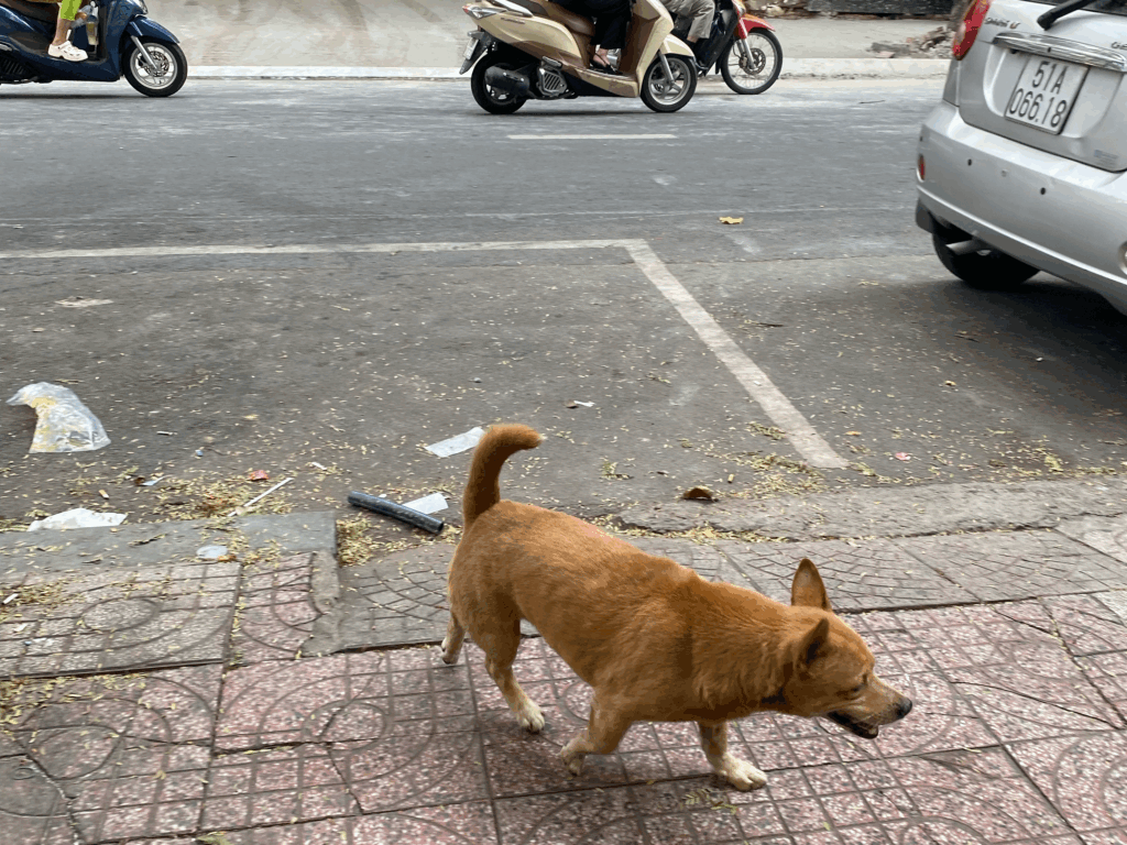 ホーチミン　犬